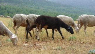 mouton noir brebis noir