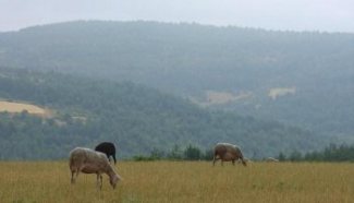 moutons brebis2