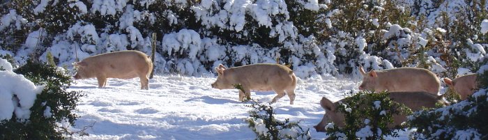 en hiver cochon dans la neige