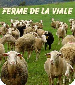 Ferme-de-la-viale